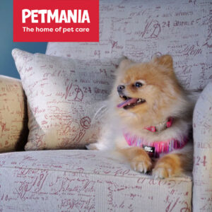 Coastal Ribbon Pink Dog Collars